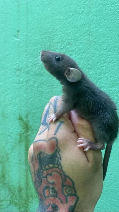 Pets Twister- mercol pet -Dumbo - Pet (machos e fêmeas disp) - Foto 5