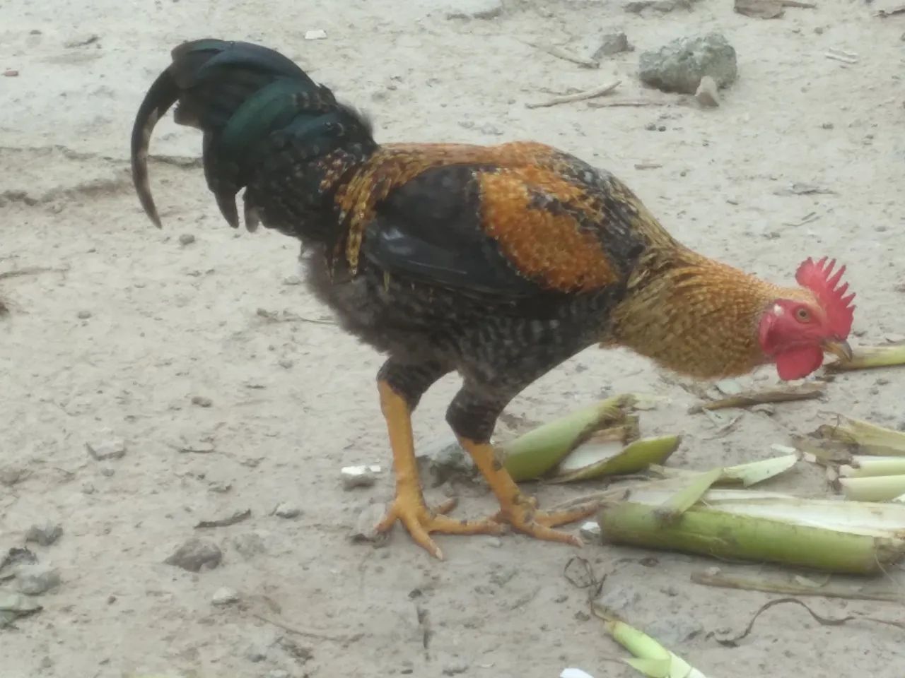 Galo de raça - Adulto - Foto 2