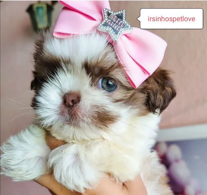 Lindos Shih-Tzus Mini - O Melhor Para Sua Família!  - Foto 4