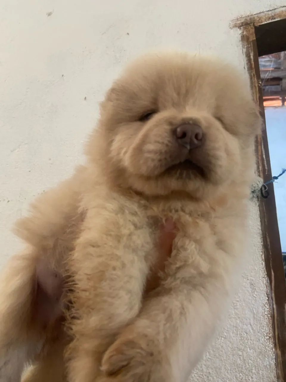 Filhote de chow chow  - Foto 3