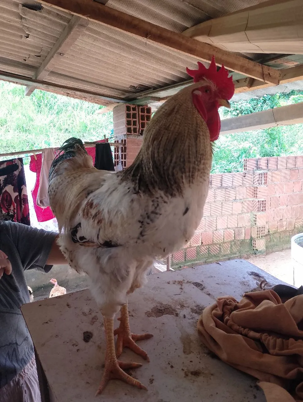 Vendo este Galo - Ótima Linhagem!
