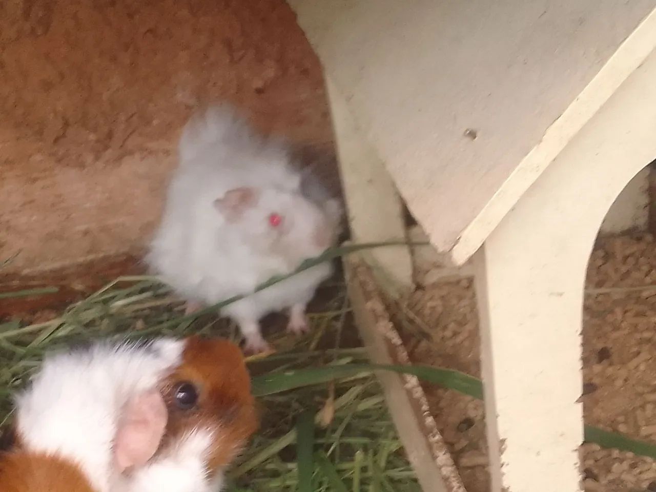 Porquinho da Índia  55 - Foto 5