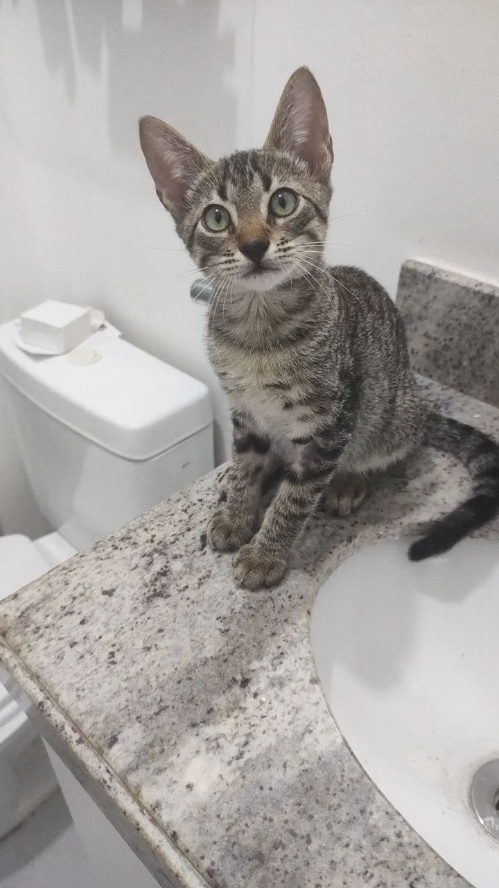 Adoção Responsável 