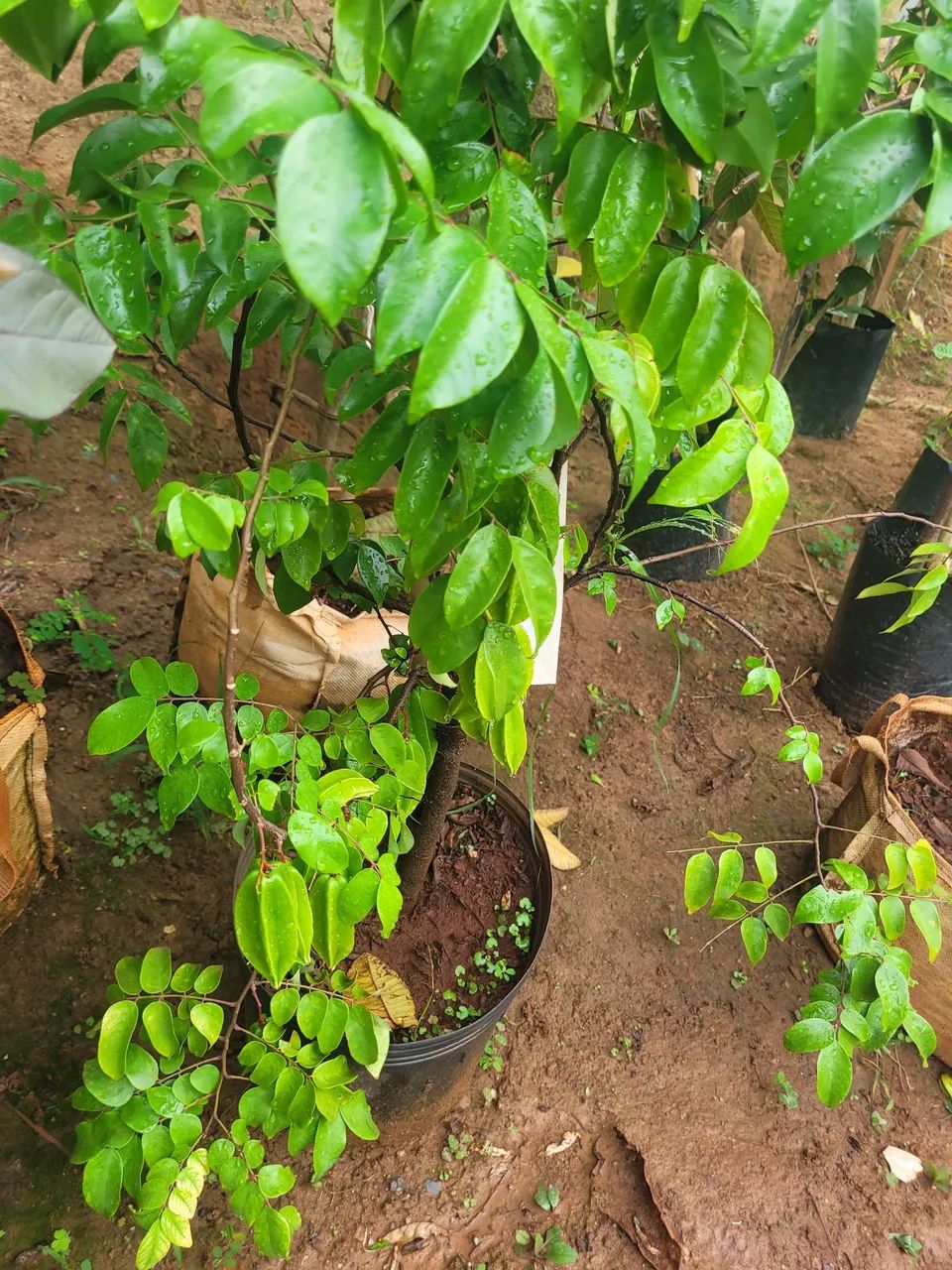 Mudas Frutíferas Enxertadas  - Foto 4