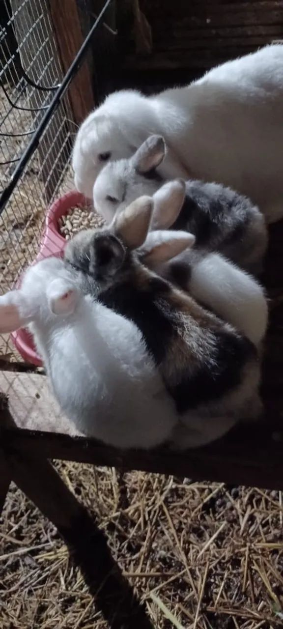 OPORTUNIDADE! MATRIZ (MINI COELHO) MINI LOP - OLHOS AZUIS - Foto 4