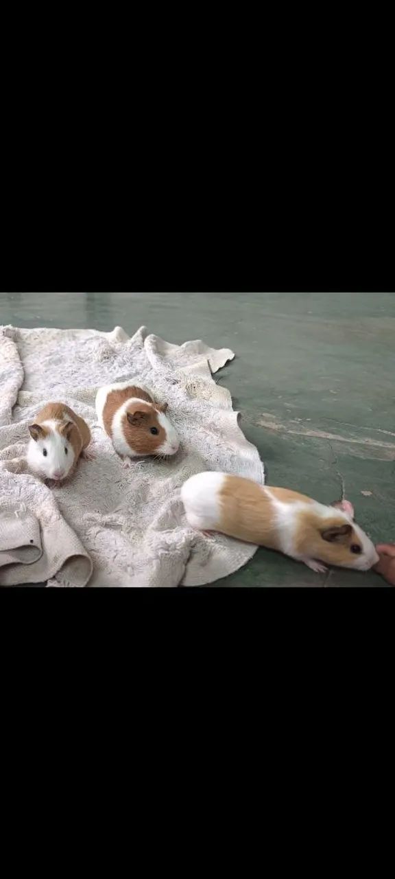 Vendo três porquinhos da índia fêmeas  - Foto 2