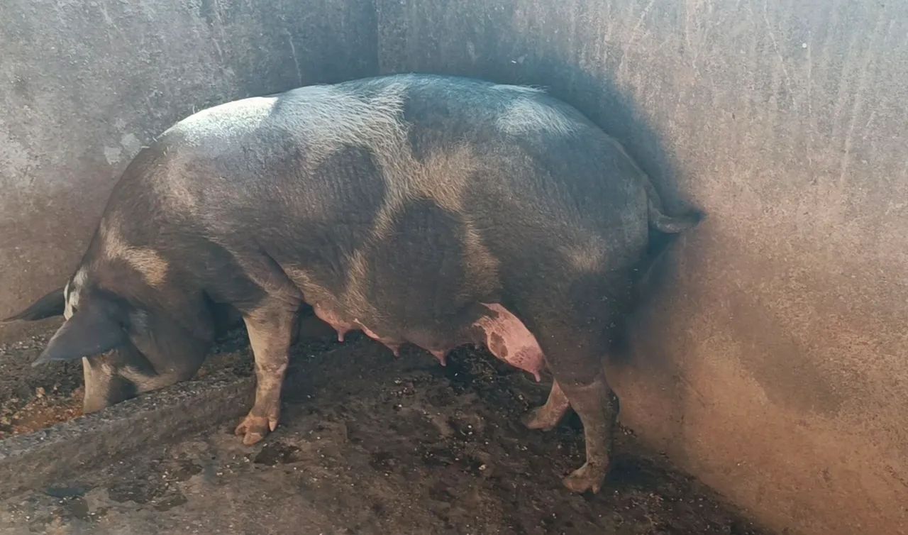 6 leitão e a mãe  - Foto 4