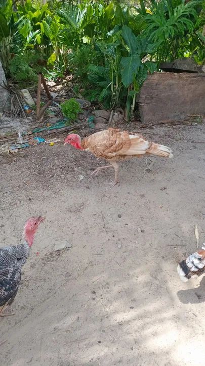 Peru para venda - Foto 3