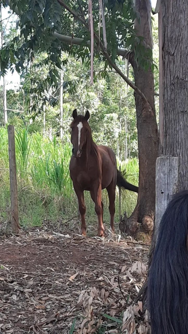 Cavalo Lusitano - Foto 4