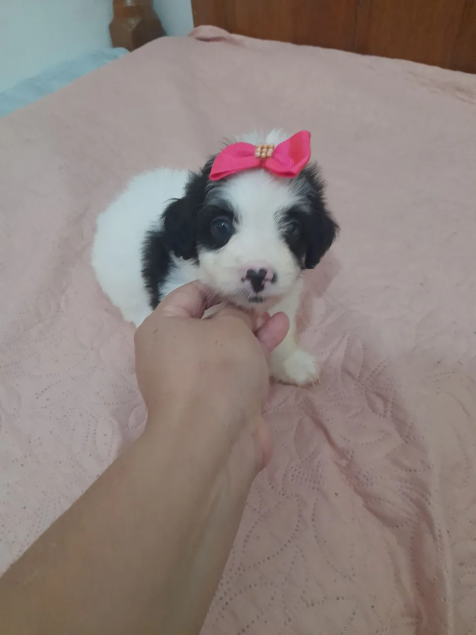 POODLE TOY FÊMEA BICOLOR 500 AVISTA