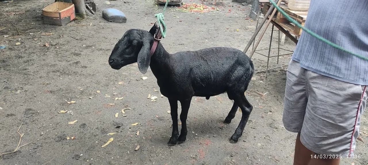 Carneiro Preto - Excelente para Criação - Foto 2