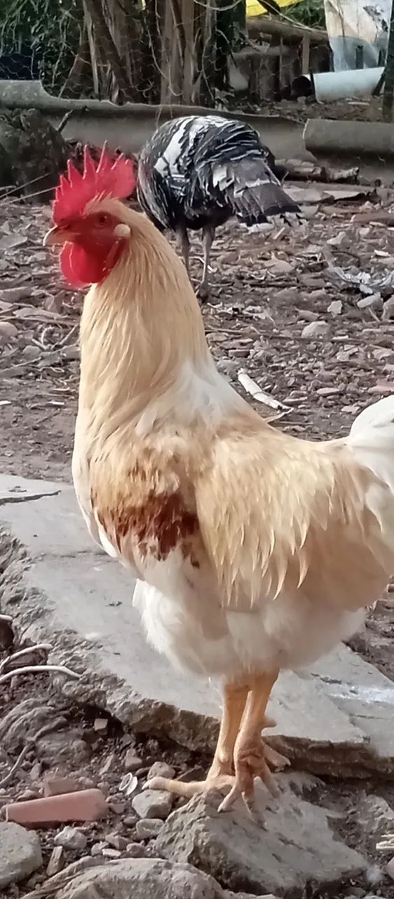 Galos  - Foto 4