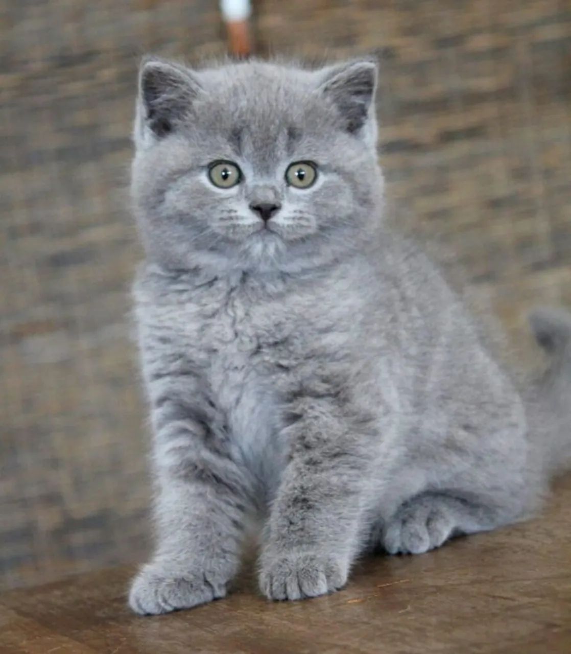 Filhotes de russian blue pronto para receber um novo lar!!!