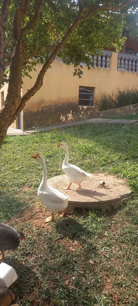 Gansos Sinaleiros e Africanos com Barbela - Foto 3