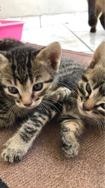 Filhote de gato  - Foto 3