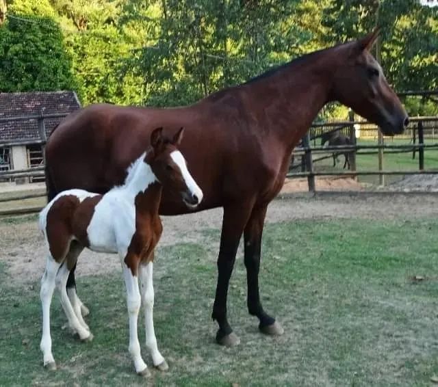 Cobertura Cavalo Pampa de Preto Homozigoto "Antares da Santa Esmeralda" - Foto 2