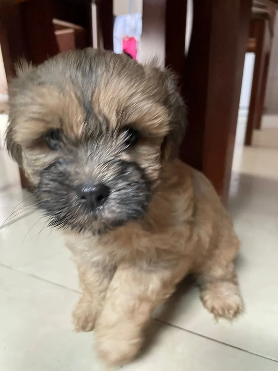 Filhote de lhasa Apso