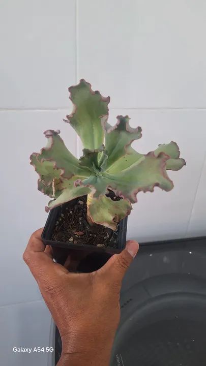 Planta suculenta Echeveria - Foto 3