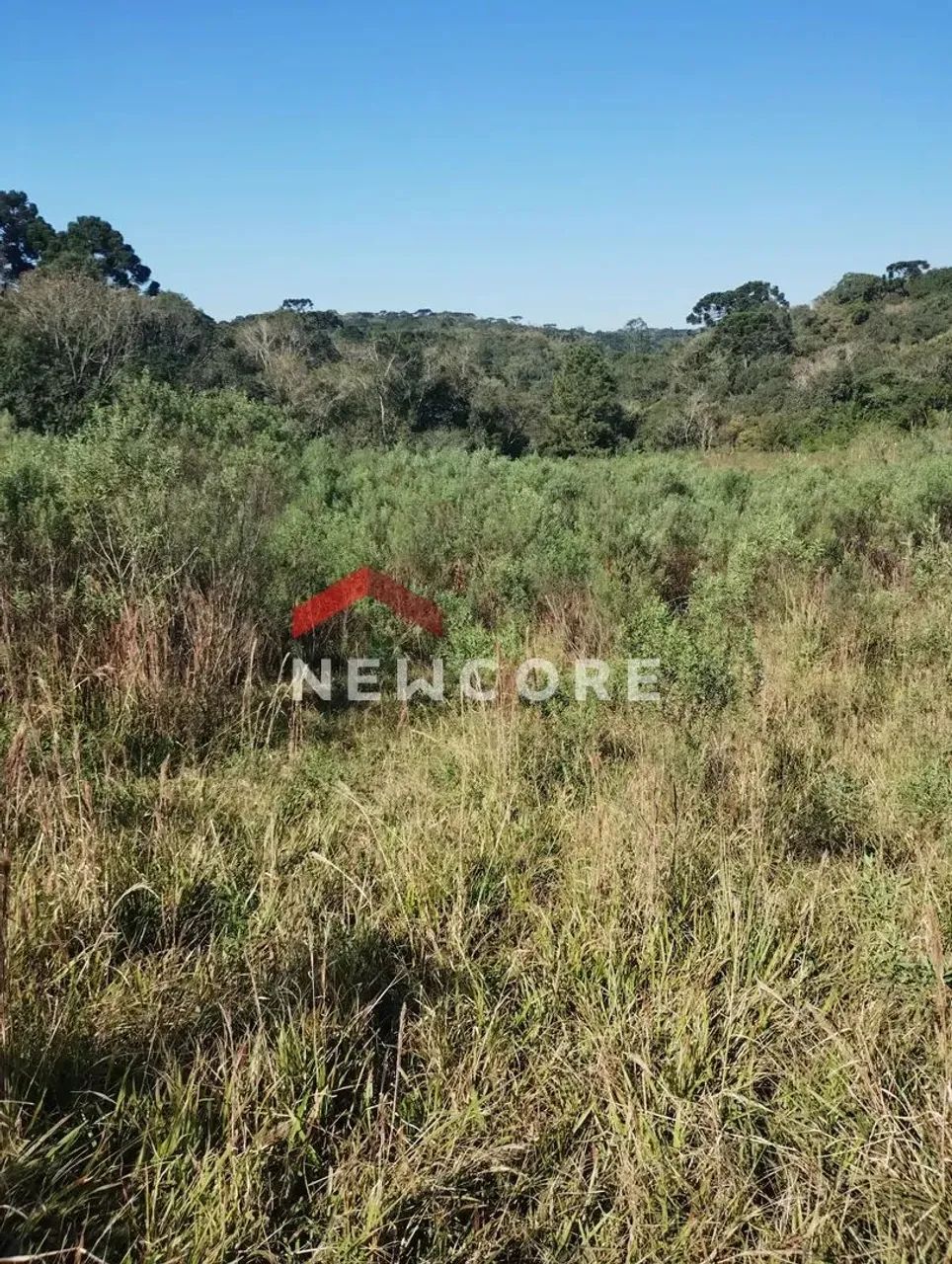 Chácara em Rua João Bortolan - Colônia Murici - São José dos Pinhais/PR - Foto 2