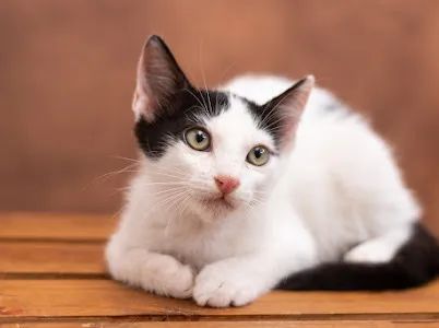 Filhotes para adoção responsável 