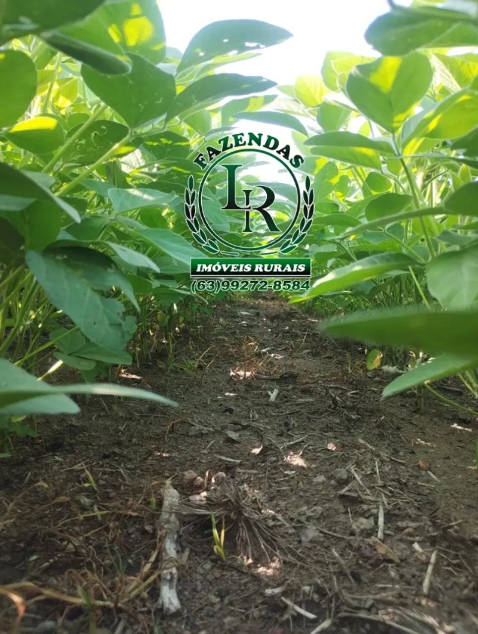 Fazenda de 378 Alqueires, Agricultura/Pecuária - Foto 3