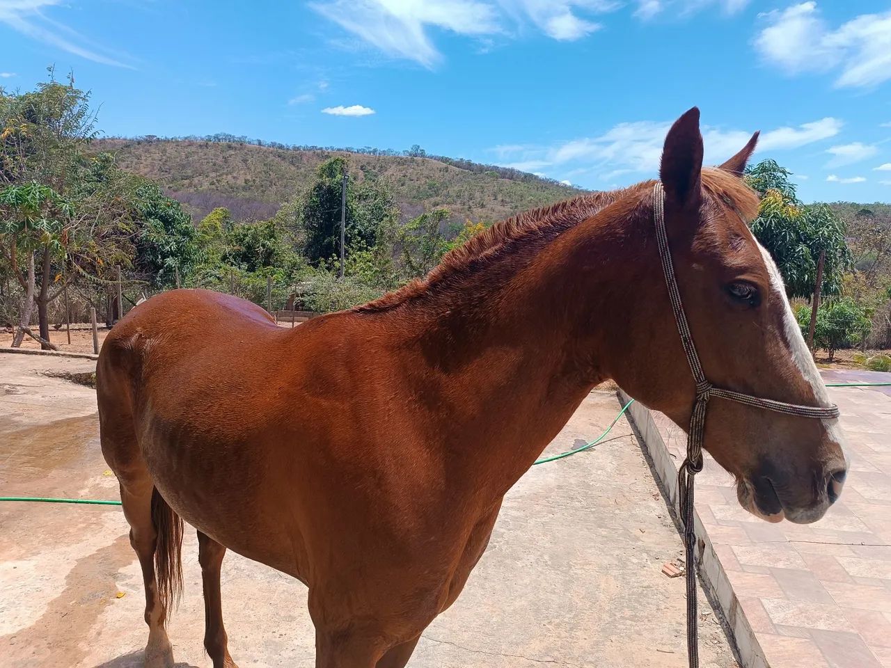 Égua castanho com mancha branca, 3.300.00 com uma cela australiana completa - Foto 4