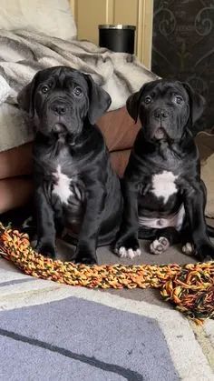 Cane Corso - Entrega em 2 dias !