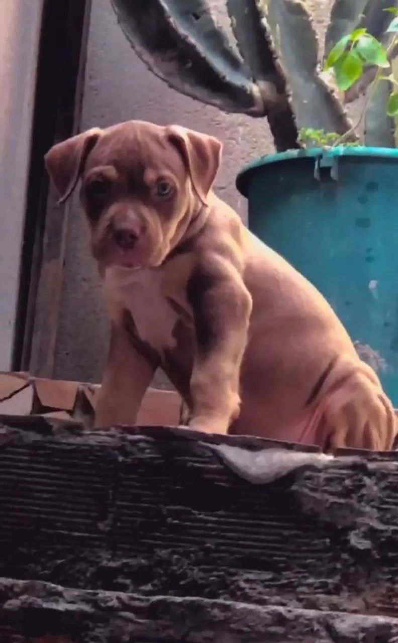 Brasillian Bull (Pit Monster) - Foto 2