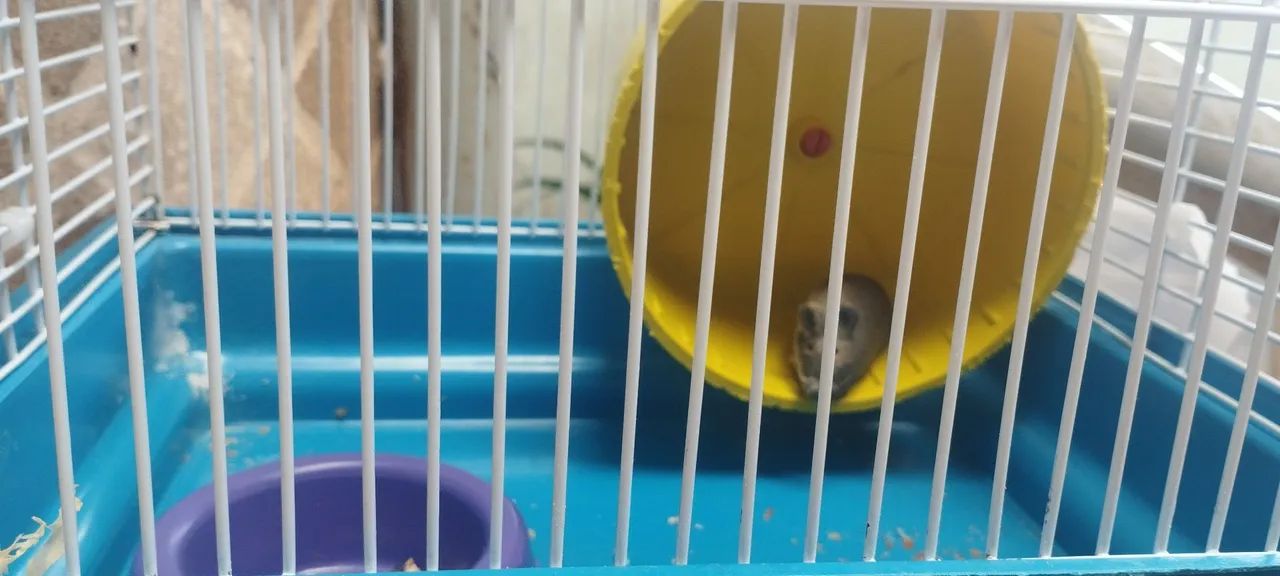 Roda para hamster - Foto 3