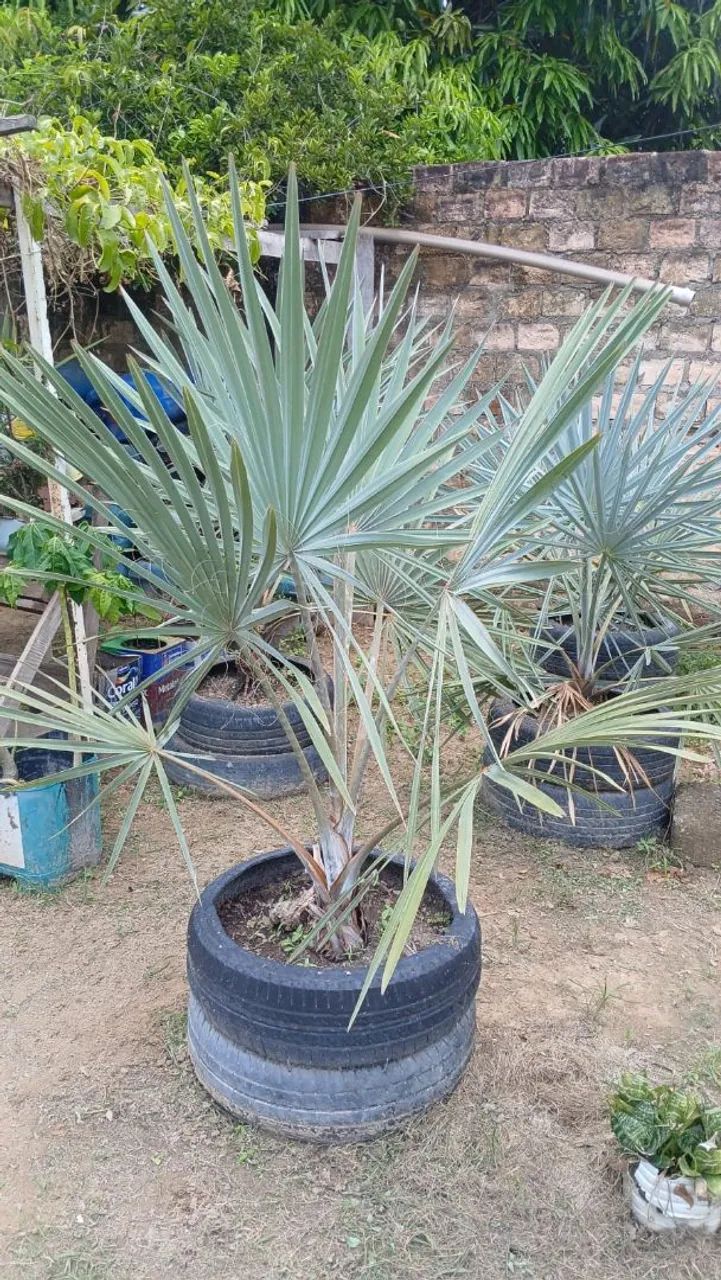 Palmeira Azul - Linda e Exótica - Foto 2