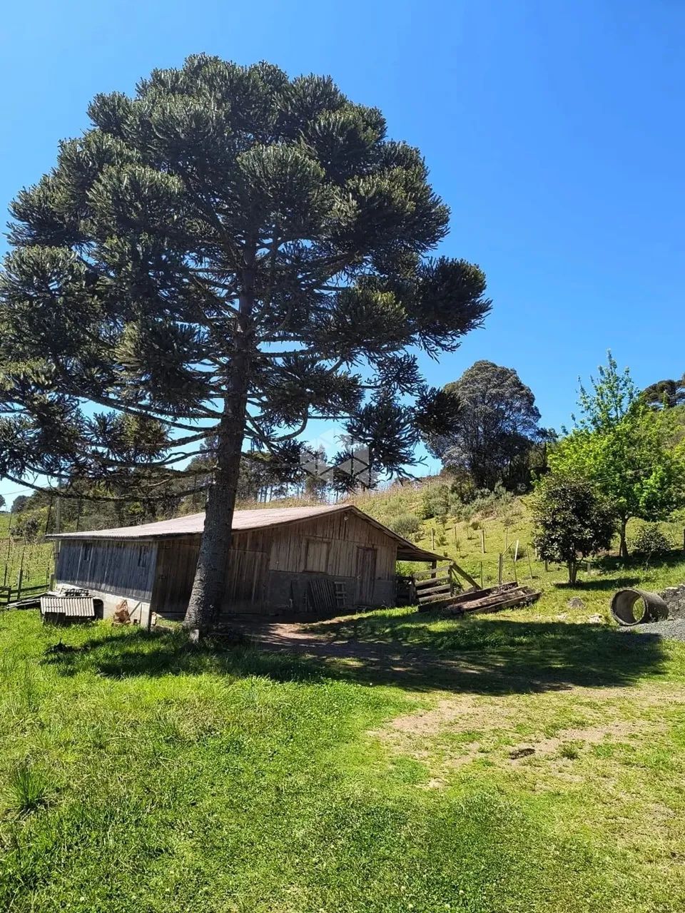 Sítio com 84348,00m2, casa com 215m2, Bom Jardim da Serra, SC - Foto 5