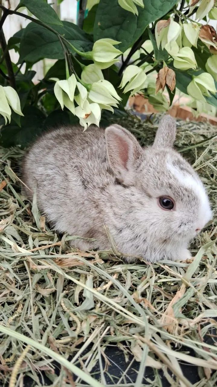 Mini coelhos netherland - Foto 3