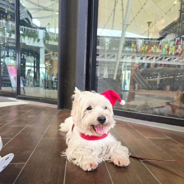 Fofuxos Doguinhos West Terrier