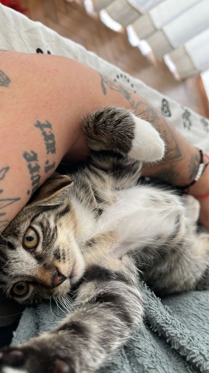 Adoção Responsável  - Foto 6