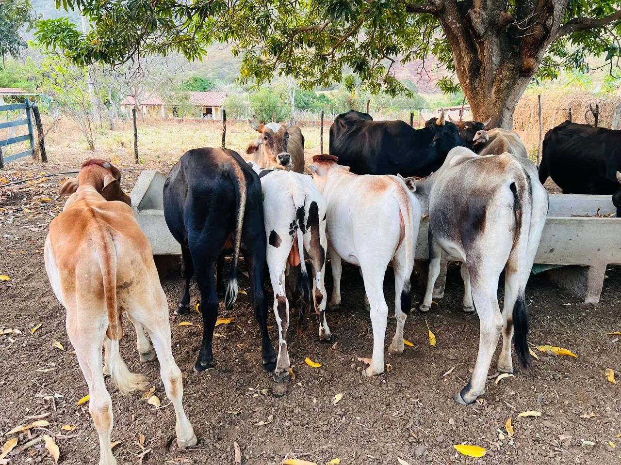 Gado a venda 