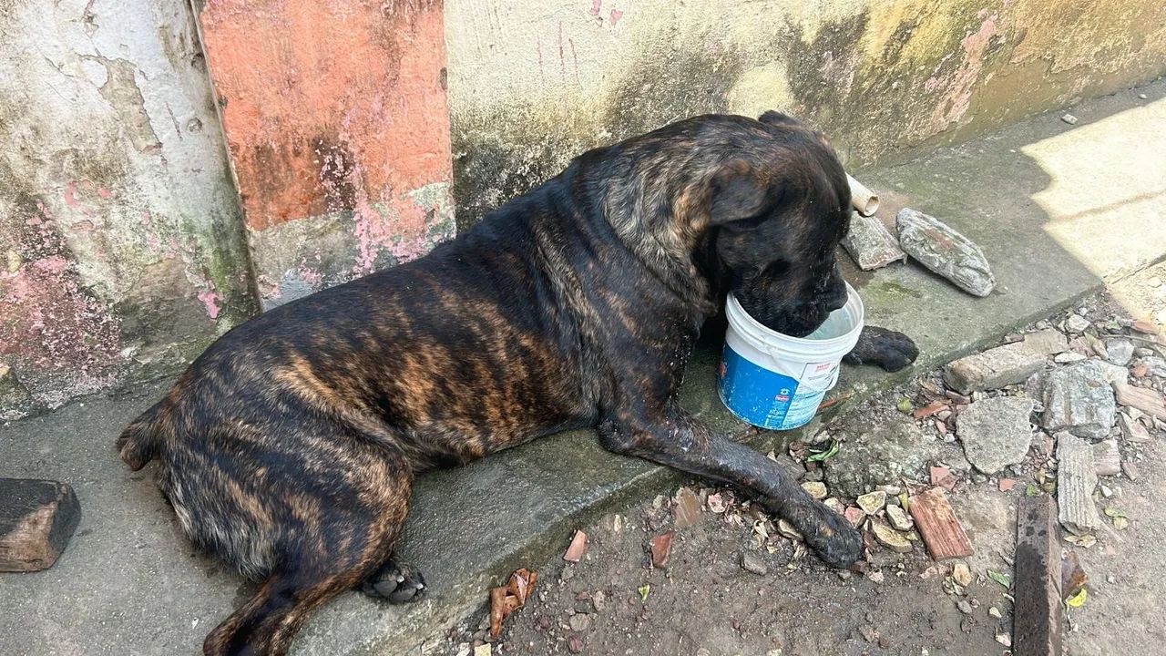 Filhotes de Cane Corso  - Foto 6
