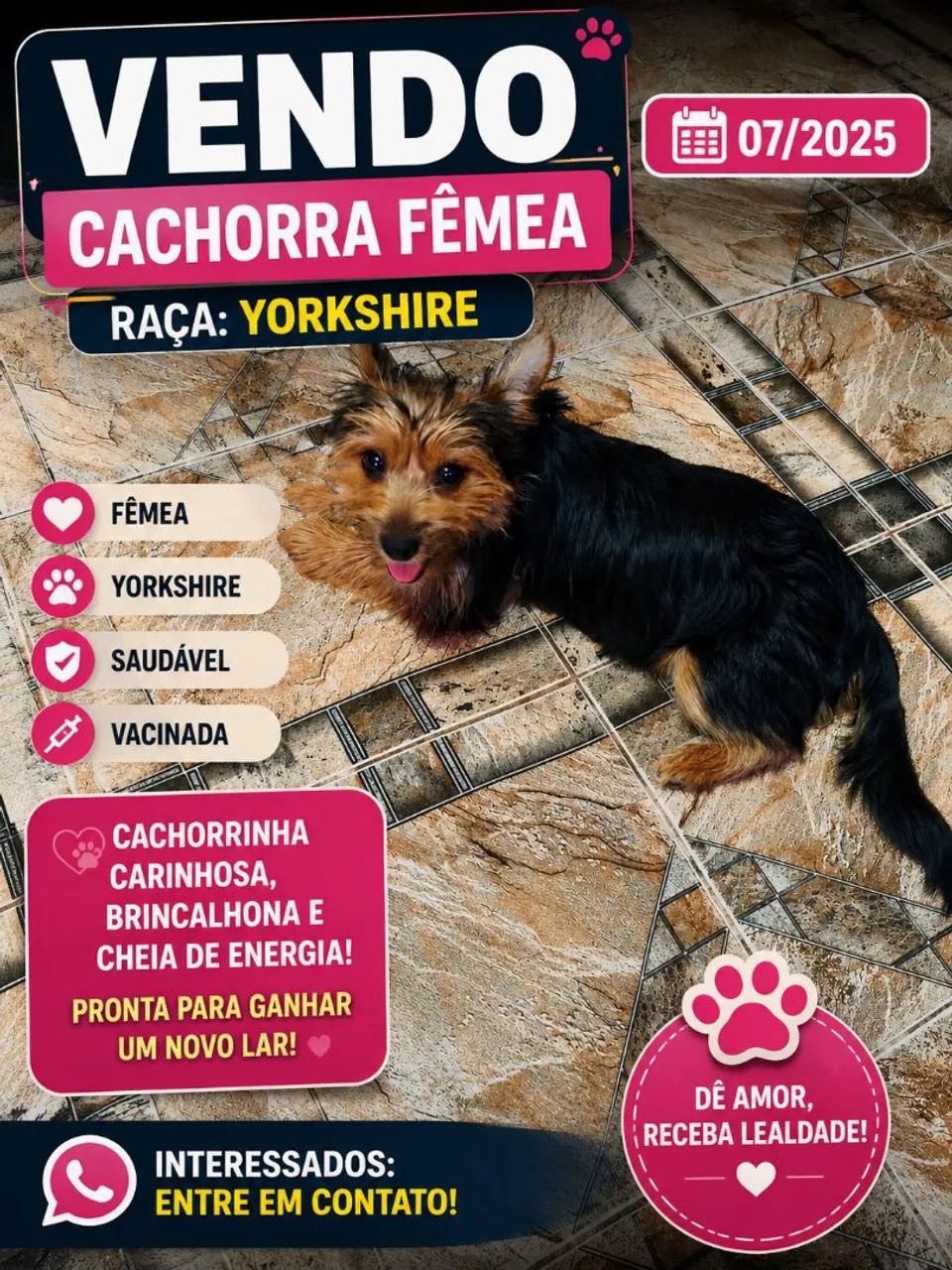 Cachorra de raça 