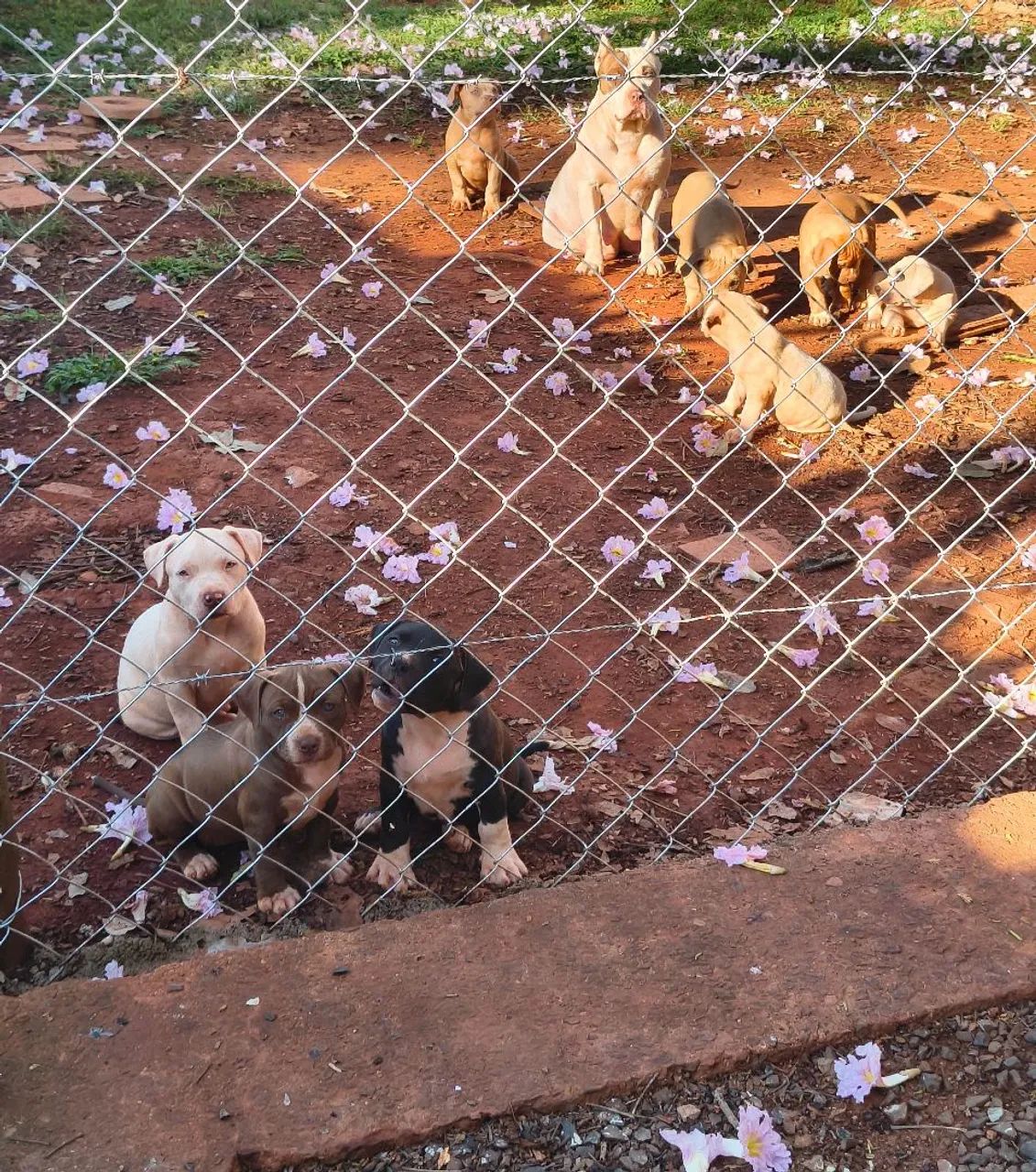 Filhotes de pitmonster com pedigree - Foto 3