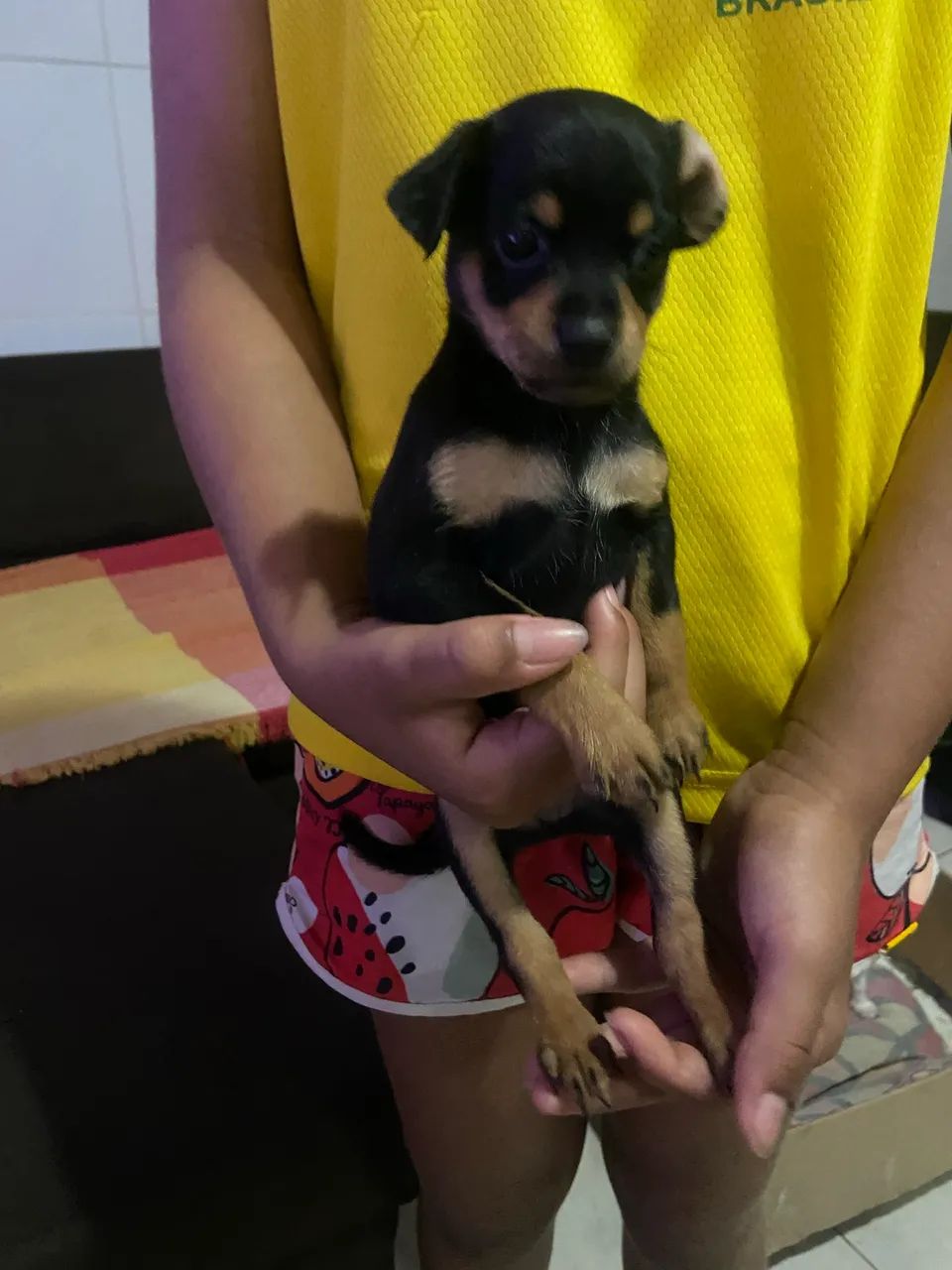 Vendo filhote de pinscher  - Foto 2