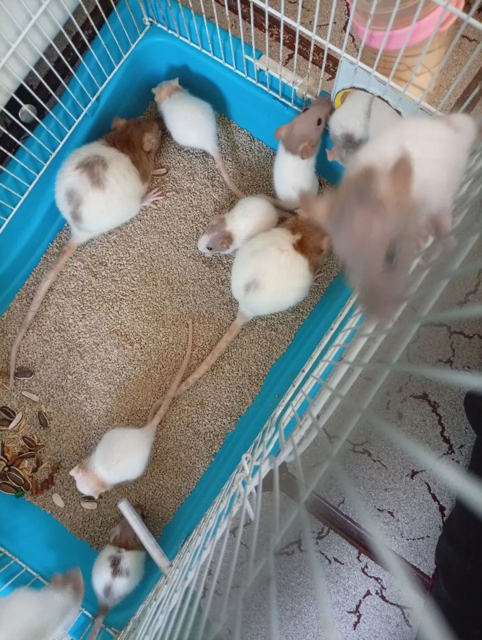 Rato Twister 