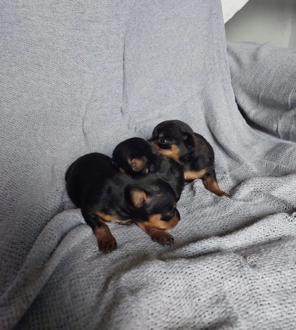 Pinscher mini machinho - Foto 2
