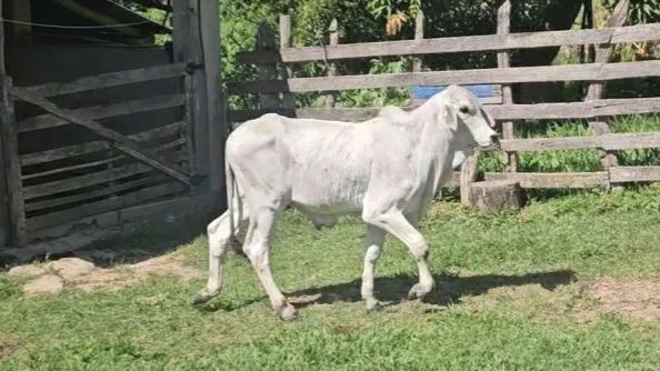 Bezerro Brahman - Foto 6