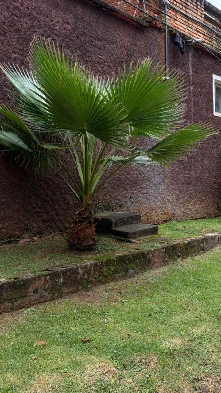 Palmeira Washingtônia grande - Foto 4