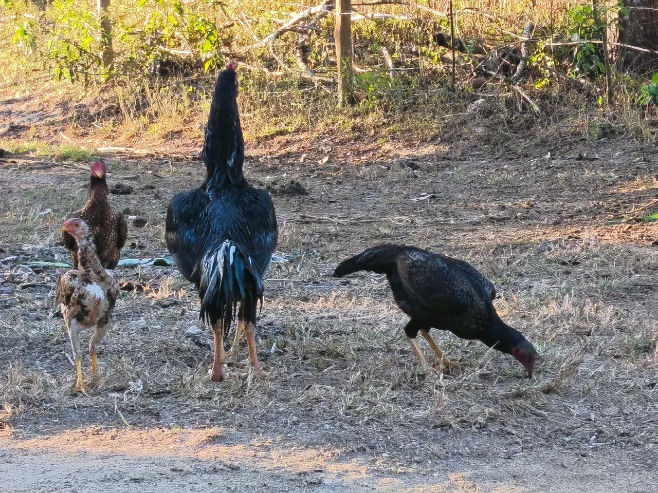 Frango índio e ovos galados. - Foto 3