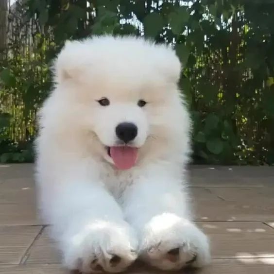 Samoeida disponiveis - Foto 3