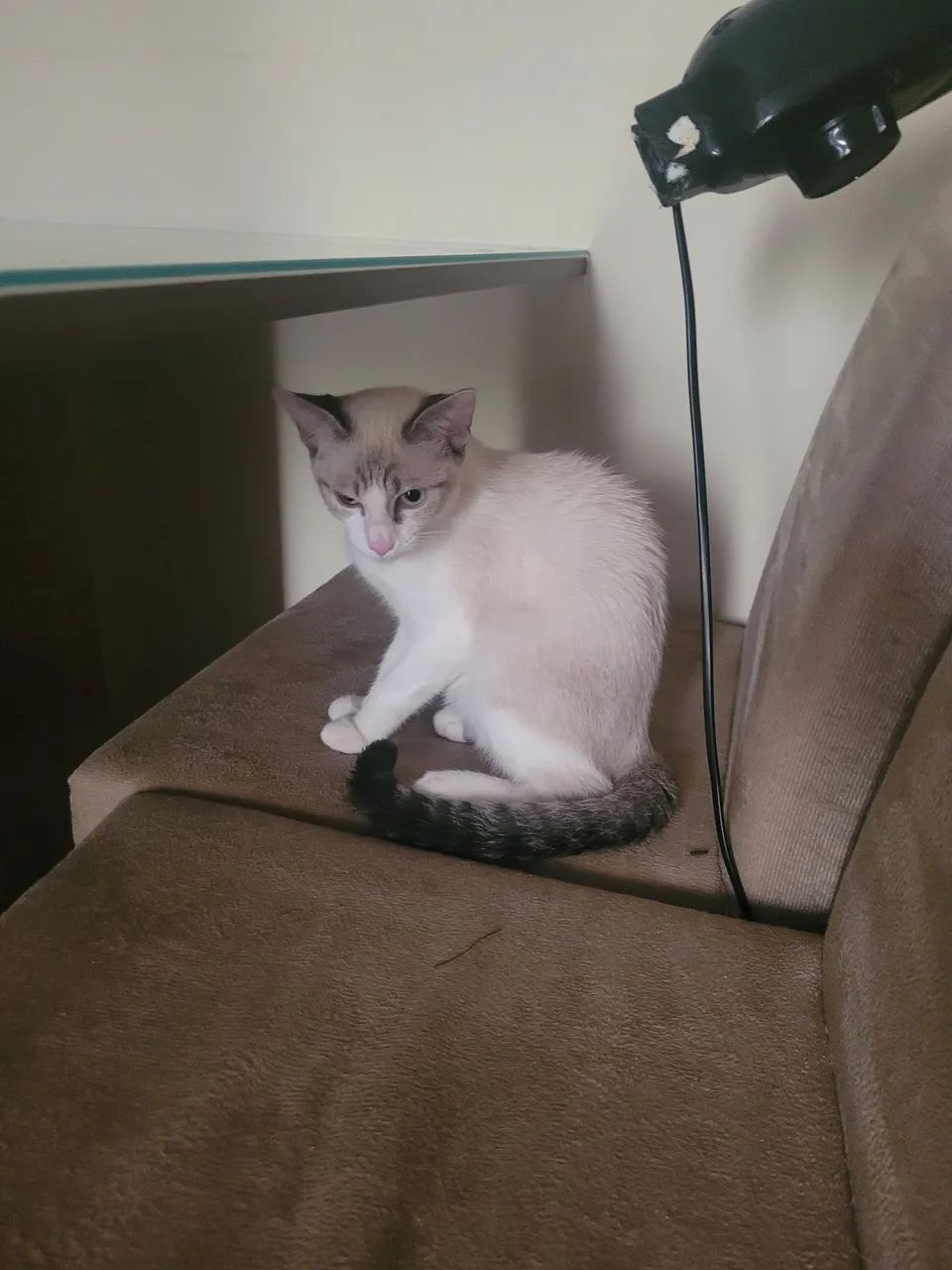 Filhote de gato - Foto 4