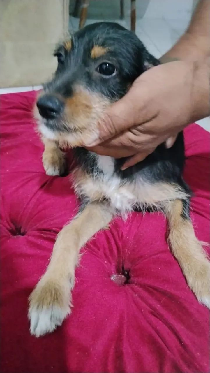 Doação de mestiça de yorkshire!