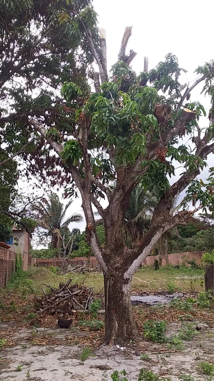 Terreno na Apaco  - Foto 3