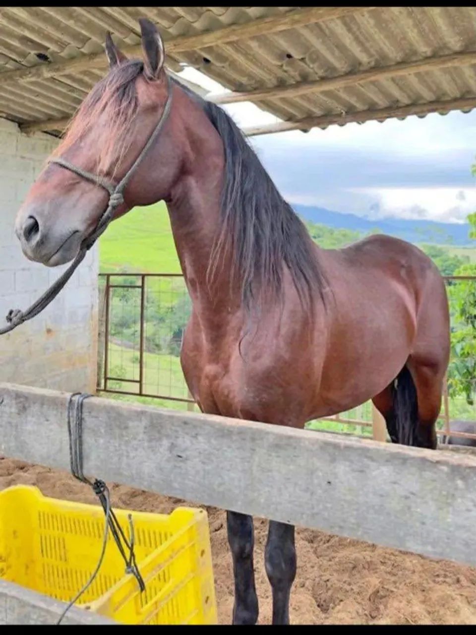 Cavalo manga larga 