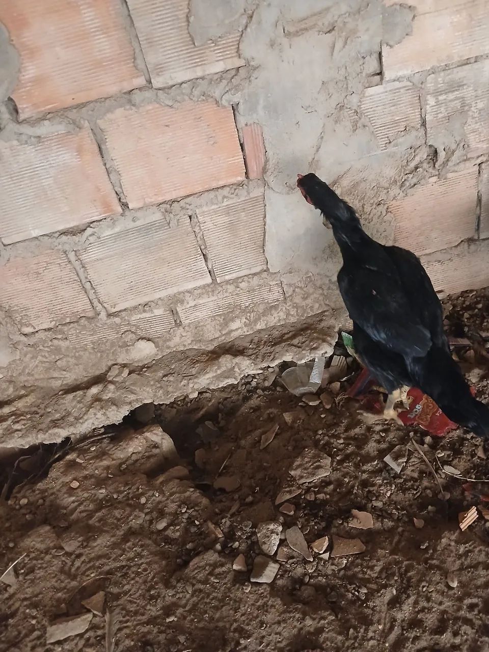 Galinha  - Foto 2